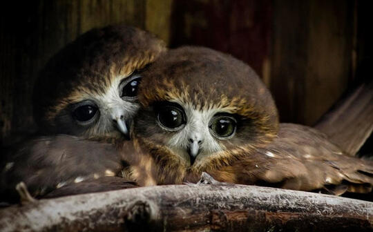Mengenal Lebih Dekat Burung Hantu Yang Ternyata Tidak Menakutkan