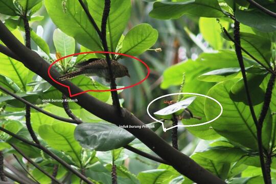 Balasan Dari Misteri Suara Burung Uncuing Yang Dianggap Pertanda