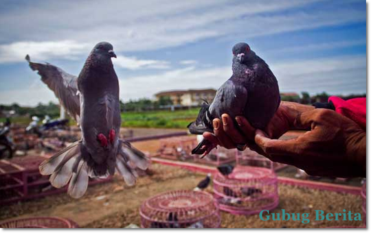 Ciri Ciri Burung Merpati Balap Yang Bagus Kaskus