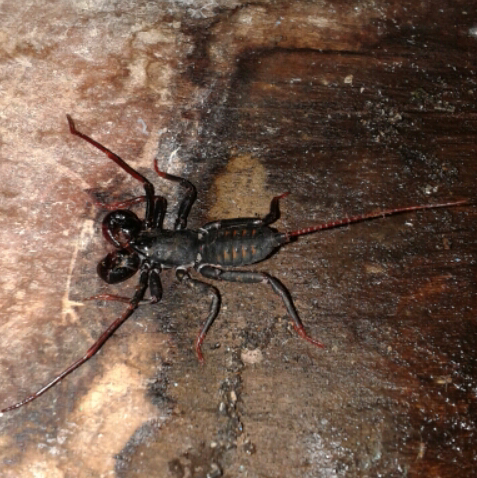 Spesies Baru Kalajengking Diduga Hasil Kimpoi Silang Kaskus