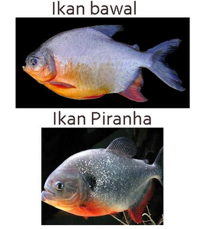  Perbedaan  Dan  Persamaan Ikan Dan  Katak