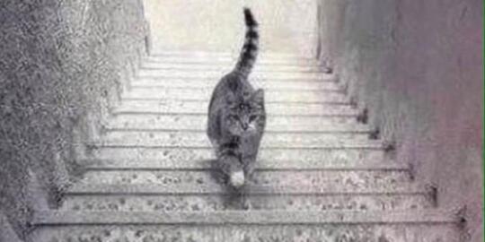 Debat Terpanas di Dunia, Kucing Ini Naik atau Turun Tangga?