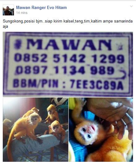 MIRIS. DI BANJARMASIN HEWAN LANGKA DILINDUNGI DIJUAL BEBAS DI MEDIA SOSIAL