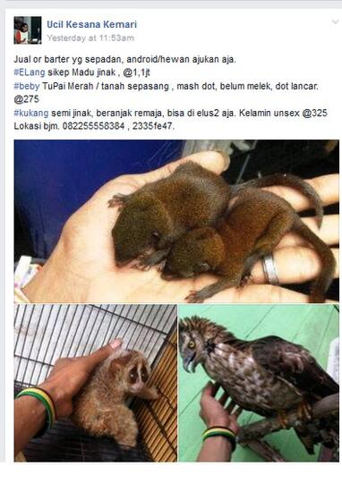 MIRIS. DI BANJARMASIN HEWAN LANGKA DILINDUNGI DIJUAL BEBAS DI MEDIA SOSIAL