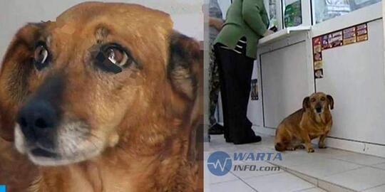 Kisah Nyata 5 Hewan Paling Setia Pada Majikannya Di Dunia Kaskus