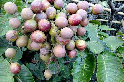 Buah-buahan langka yang tergusur oleh waktu