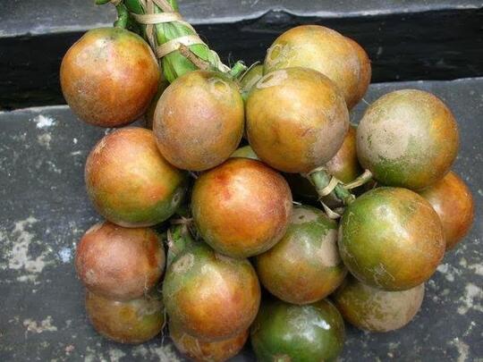 Buah-buahan langka yang tergusur oleh waktu