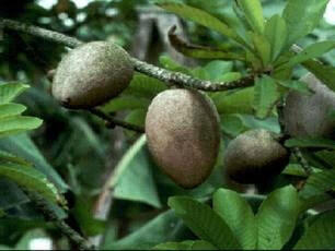 Buah-buahan langka yang tergusur oleh waktu