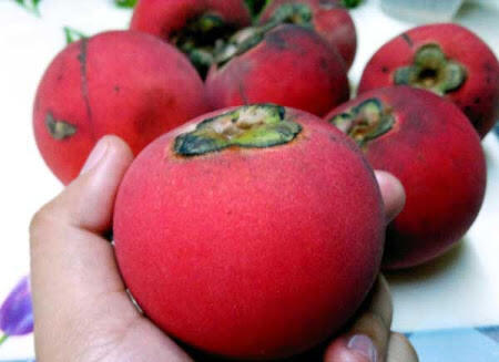 Buah-buahan langka yang tergusur oleh waktu