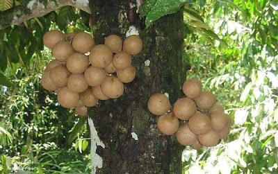 Buah-buahan langka yang tergusur oleh waktu