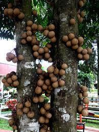 Buah-buahan langka yang tergusur oleh waktu