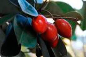 Buah-buahan langka yang tergusur oleh waktu
