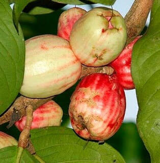 Buah-buahan langka yang tergusur oleh waktu