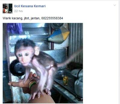 MIRIS. DI BANJARMASIN HEWAN LANGKA DILINDUNGI DIJUAL BEBAS DI MEDIA SOSIAL