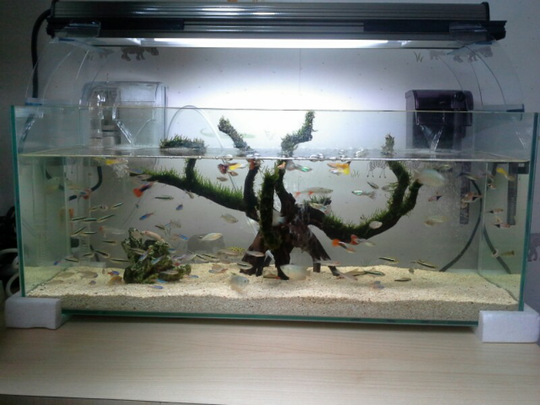 720+ Desain Aquarium Discus HD Terbaru