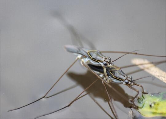 Binatang Terabaikan Yang Punya Manfaat Kaskus