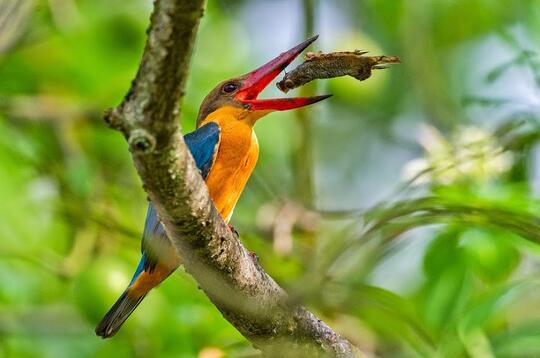 Inilah Burung Burung Terindah Di Dunia Kaskus