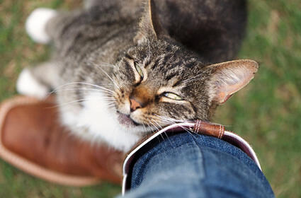 Tanda-Tanda Kucing Sayang Pada Pemiliknya  KASKUS