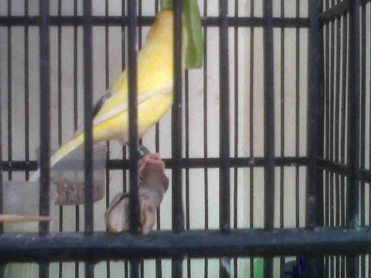 Balasan Dari Cucak Ijo Jatim Dan Kenari F1 Kaskus