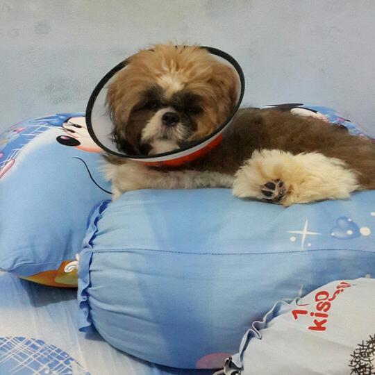 Hati Hati Dalam Memilih Tempat Penitipan Hewan Kaskus