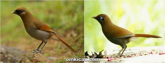 Poksay Poksai Si Petarung Suara Merdu Dan Legenda Kaskus