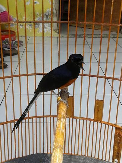 Balasan Dari Anakan Sepasang Murai Batu Medan Super Ring Bnr Kaskus