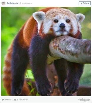 Red Panda Binatang Yang Sangat Amat Paling Menggemaskan Banget