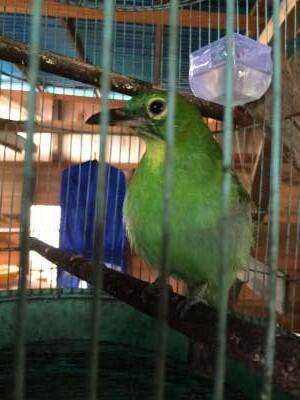 Cara Rawat Cucak Ijo Bakalan Gmana Gan Page 76 Kaskus