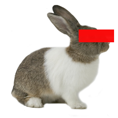 Ane Udah Bertapa Nebakin Tapi Tetep Gak Tau Nih Hewan Apa Ada Yg