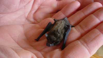 Balasan Dari Hewan Hewan Terkecil Di Dunia Kaskus