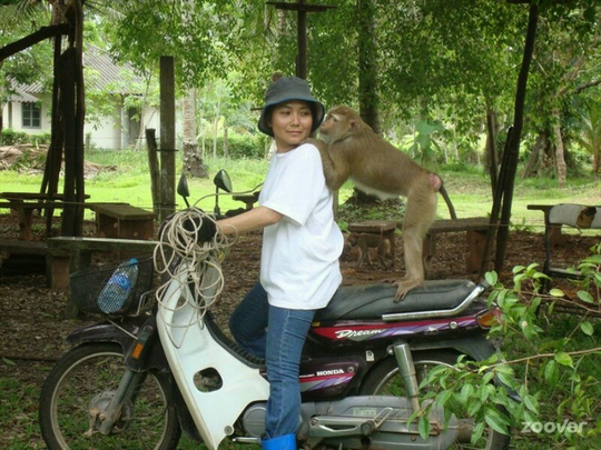 sekolah unik kera di thailand