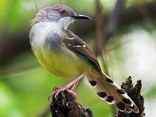 Perbedaan Ciblek Kristal Dan Semi Perawatan Terbaik