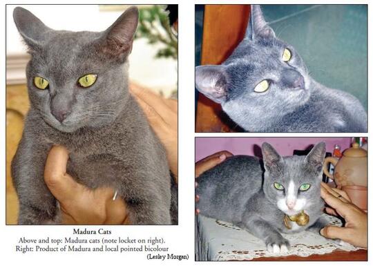 Kucing Busok, Ras Asli Indonesia