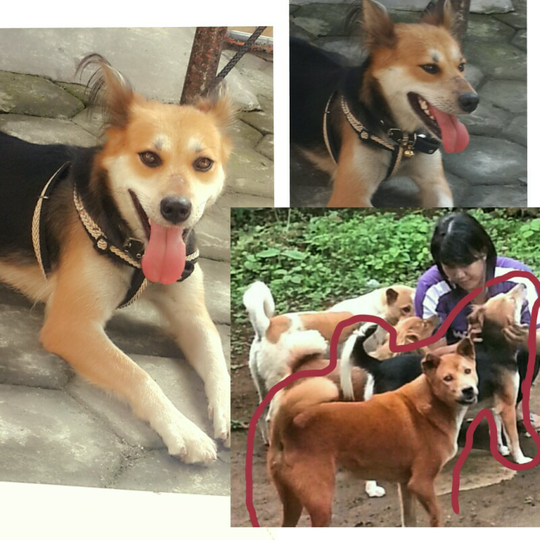 Bali Dog Lover Part 3 Page 57 Kaskus