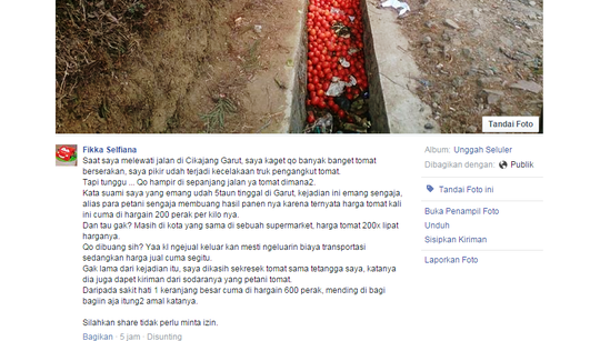 Karena Harga nya Terlalu Murah, Tomat ini di biarkan dipinggir jalan.