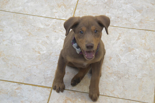 Anjing Kampung Mongrel Mix Breed Campuran Silangan Lover S Part