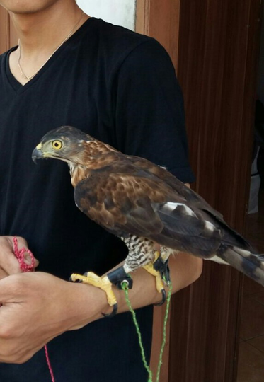 Tentang Burung Predator Page 18 Kaskus