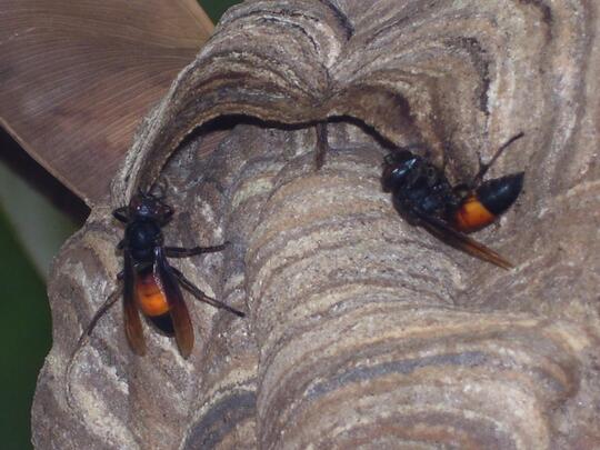 Tips Dan Cara Mengusir Tawon Kaskus