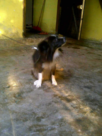 Anjing Kampung Jenis Apa Kaskus