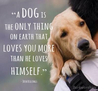 Fakta Tentang Anjing Sebagai Hewan Peliharaan Kaskus