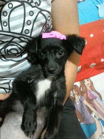 Dihibahkan Anjing Mix Breed Kancil Kaskus