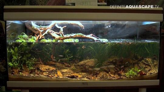 Balasan Dari Aquascape For Everyone Part 2 Kaskus
