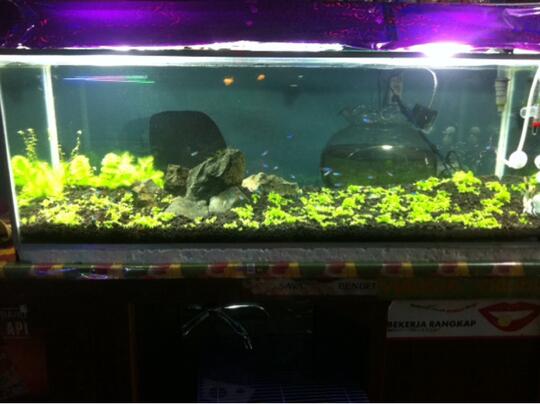 Aquascape For Everyone Part 2 Page 214 Kaskus