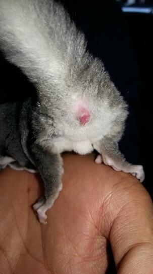 Sugar Glider Lanjut Part 3 Page 240 Kaskus