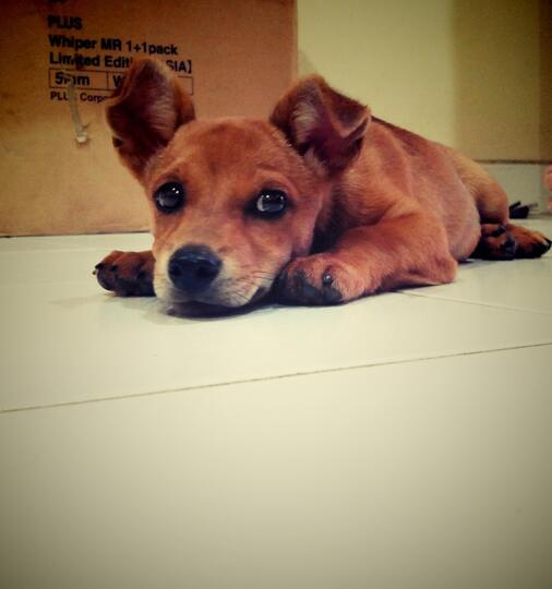 Hibah Anjing Mix Tangerang Kaskus