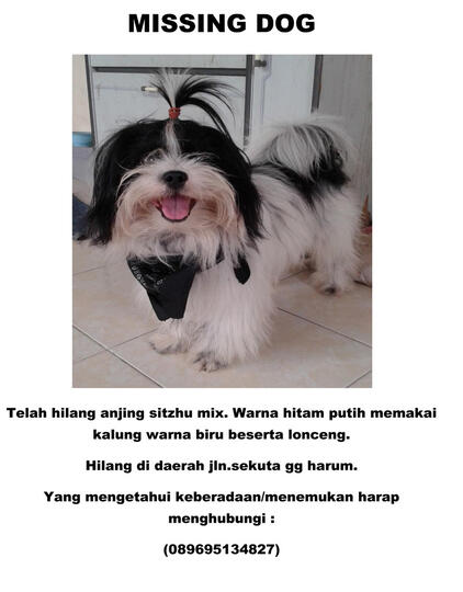 Mohon Bantuanya Telah Kehilangan Anjing Sitzhu Di Sanur Bali Kaskus