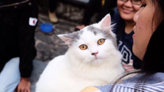 Hello Community : Kenali dan Sayangi Kucing Bersama Cat Lovers KASKUS