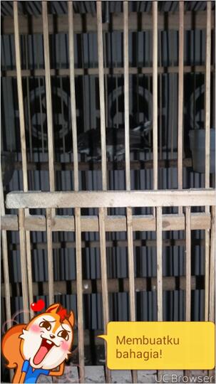 Burung Kipasan Sikatan Kaskus