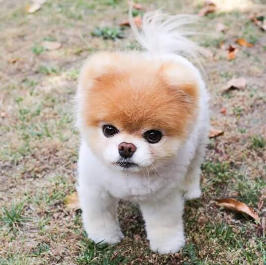 Jenis Anjing Apa Ini Kaskus