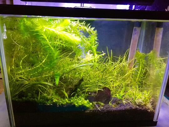 Aquascape For Everyone Part 2 Page 247 Kaskus